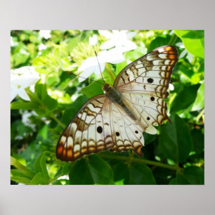 Poster Borboleta no Jasmin Flor Tropical Fotografia da Na