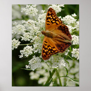 Pôster Borboleta no laço da rainha Anne
