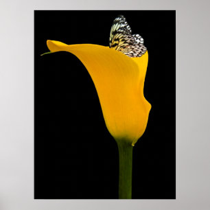 Poster borboleta no lírio amarelo no preto