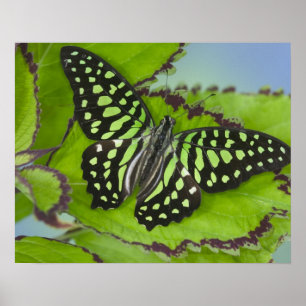 Poster Borboleta no Verde