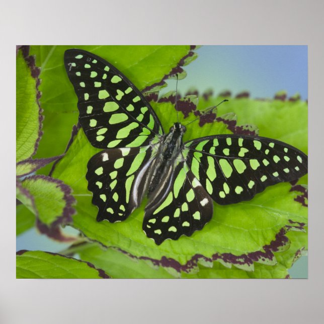 Poster Borboleta no Verde (Frente)