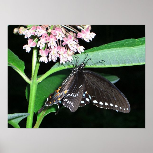 Pôster Borboleta Noturna Black Swallowtail em Shenandoah (Frente)