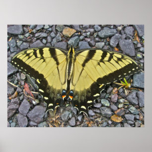 Poster Borboleta oriental masculina de Swallowtail do