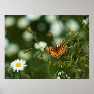 Poster Borboleta pacífica do Fritillary