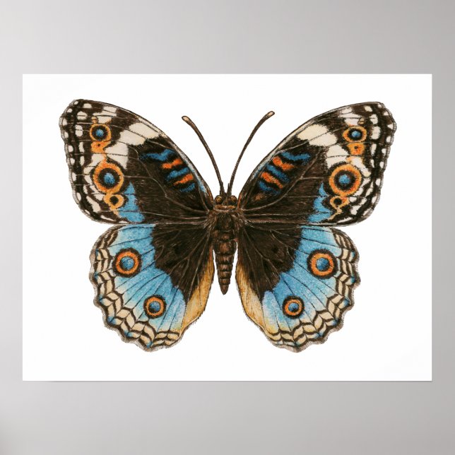 Poster Borboleta Pansy Azul (Frente)