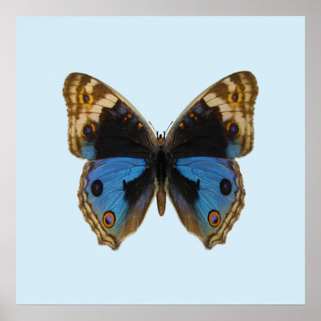 Poster Borboleta Pansy Azul (Frente)
