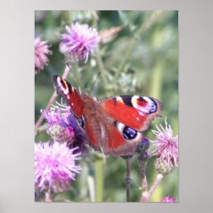 Poster Borboleta Pavão ao Sol de Verão