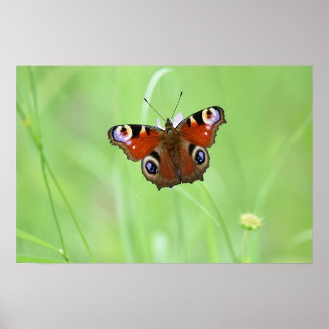Poster Borboleta Peacock (Frente)