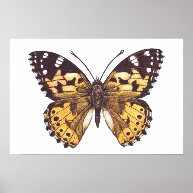 Poster Borboleta-pintada (Frente)
