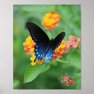 Poster Borboleta-pípebra/borboleta-pântana azul sobre u