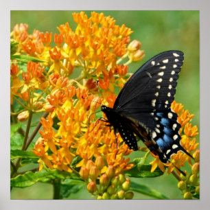 Poster Borboleta Pollinating