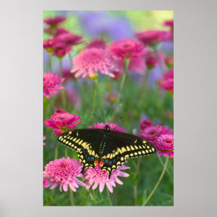 Poster Borboleta preta de Swallowtail na flor cor-de-rosa