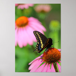 Poster Borboleta Preta Swallowtail em um Coneflower, Ohio
