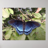 Borboleta-púrpura-de-ponta-vermelha, Ohio