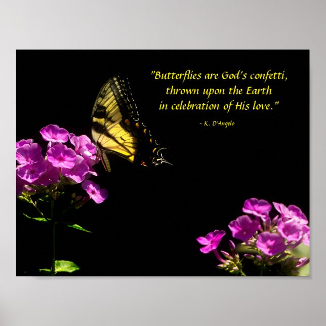 Poster Borboleta Rabo de Andorinha e Phlox Selvagem (Frente)