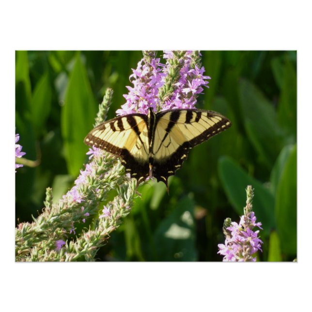 Pôster Borboleta Rabo de Andorinha em Flores Silvestres R (Frente)