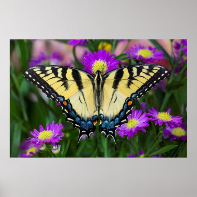 Poster Borboleta Rabo de Andorinha em margarida (Frente)