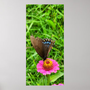 Poster Borboleta Rabo-de-Andorinha Preta em uma Flor Rosa