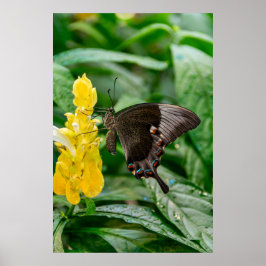 Poster Borboleta Rabo de Andorinha preta na flor