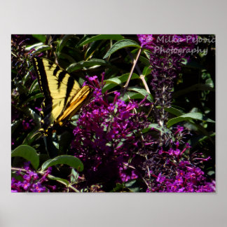 Poster Borboleta Rabo de Andorinha Tigre