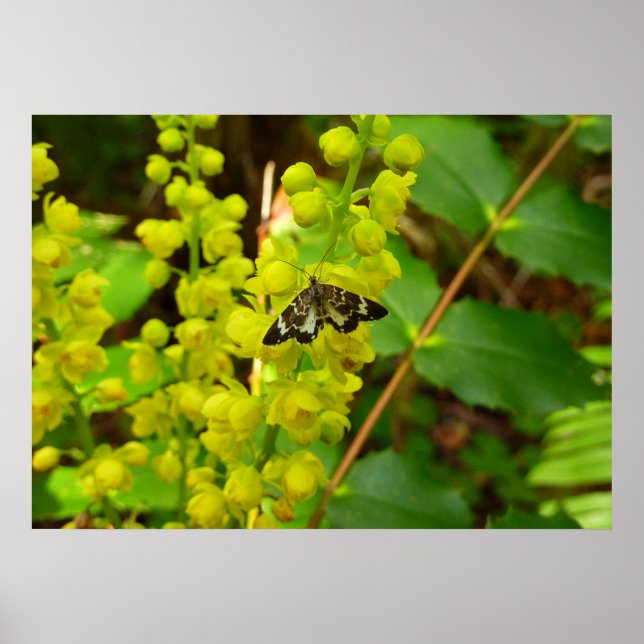 Pôster Borboleta Redwood e Flores Silvestres de Uva de Or (Frente)