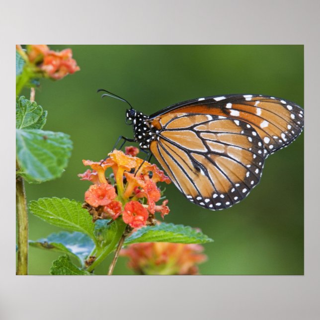 Poster Borboleta soldado (Danaus eresimus) alimentada com (Frente)