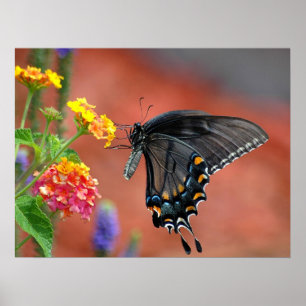 Poster Borboleta Swallowtail de Cor Vibrante