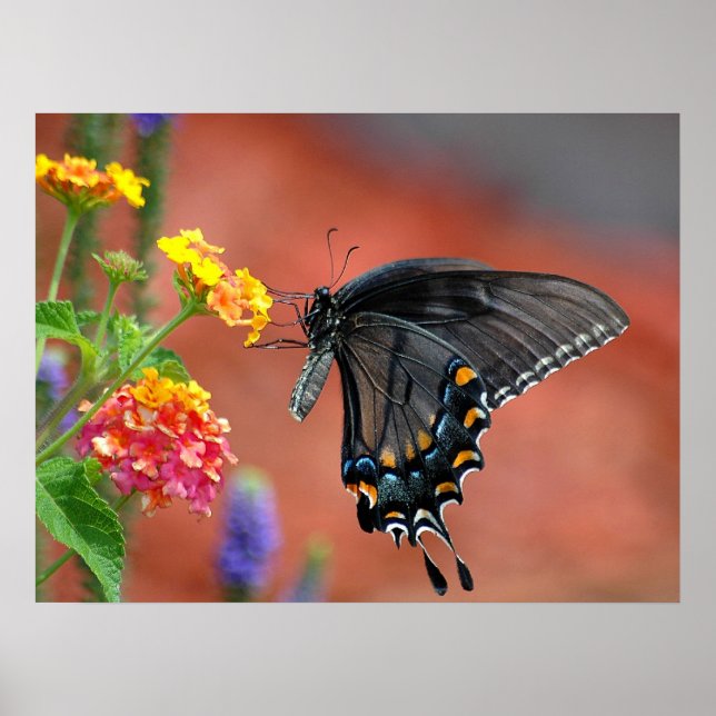 Poster Borboleta Swallowtail de Cor Vibrante (Frente)