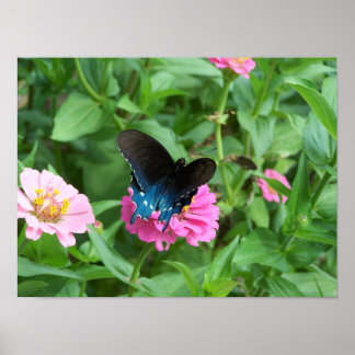 Pôster Borboleta Um de Smitty