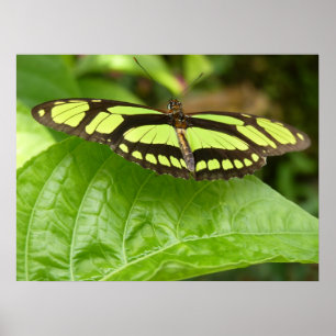 Poster borboleta verde