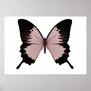 Pôster Borboleta Vermelha e Preta Grande