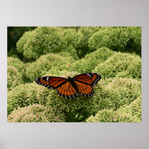 Pôster Borboleta Viceroy Belo Caráter Fotografia