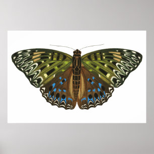 Poster Borboleta Vintage Art nouveau