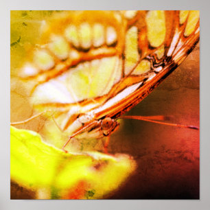 Poster Borboleta Virada para Cima Arte Distante