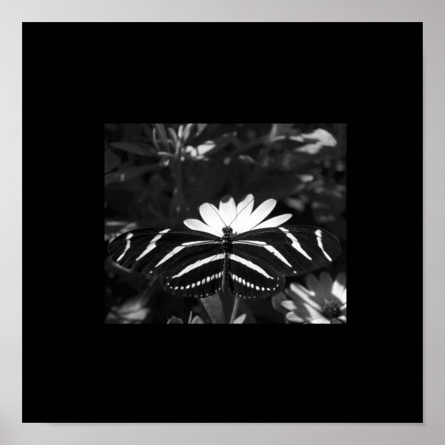Poster Borboleta Zebra B&W em Preto (Frente)