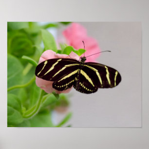 Poster Borboleta Zebra Longwing