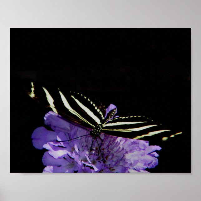 Poster Borboleta Zebra Longwing (Frente)