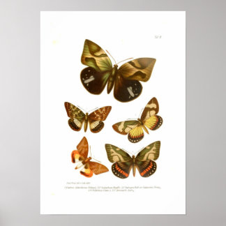 Poster Borboletas