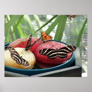 Pôster borboletas