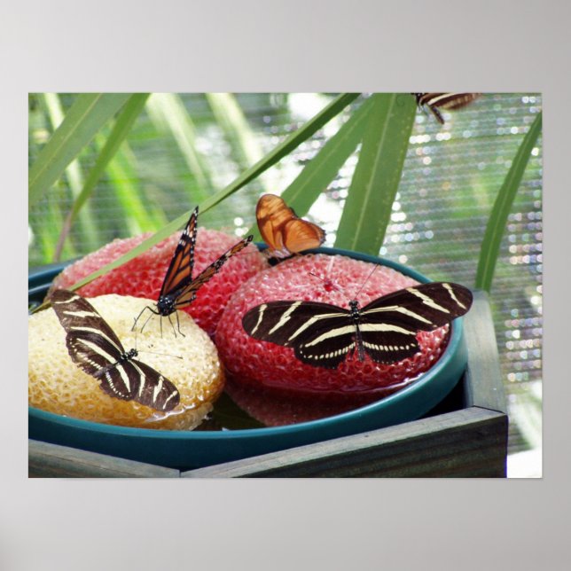 Pôster borboletas (Frente)