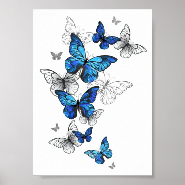 Poster Borboletas Azuis Morpho (Frente)