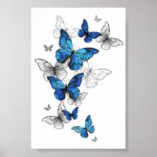Poster Borboletas Azuis Morpho