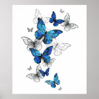 Borboletas Azuis Morpho