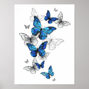 Poster Borboletas Azuis Morpho