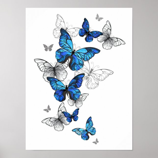 Poster Borboletas Azuis Morpho (Frente)