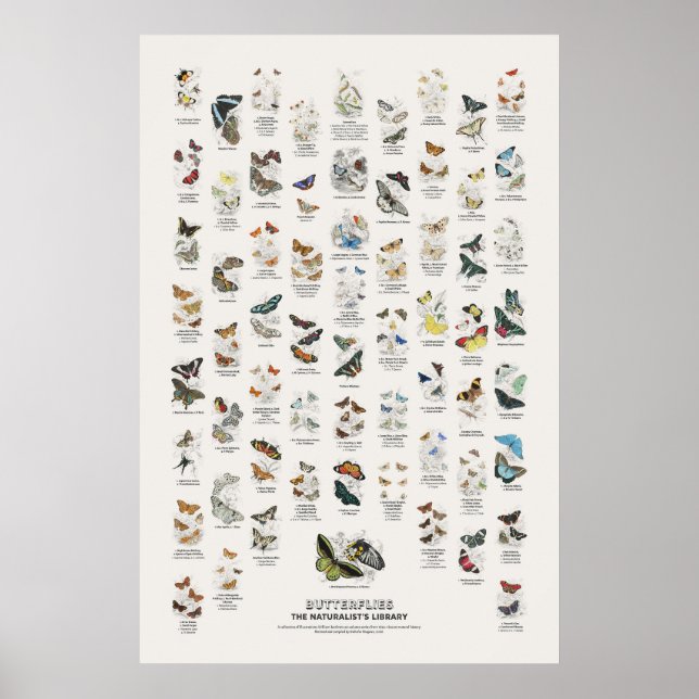 Poster Borboletas - Biblioteca do Naturalista (Frente)