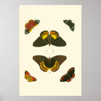 Borboletas Brilhantes por Pieter Cramer