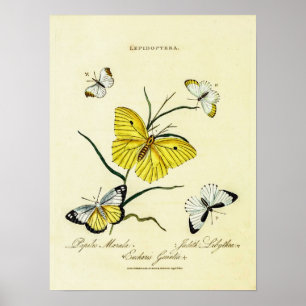 Poster Borboletas Britânicas Vintage