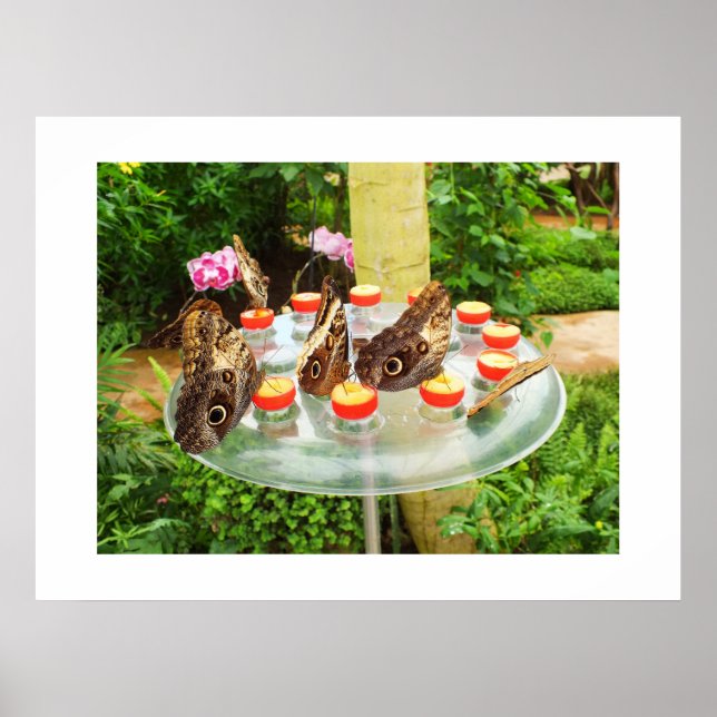 Pôster Borboletas de coroa (Frente)