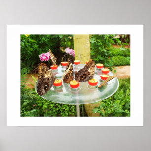 Pôster Borboletas de coruja